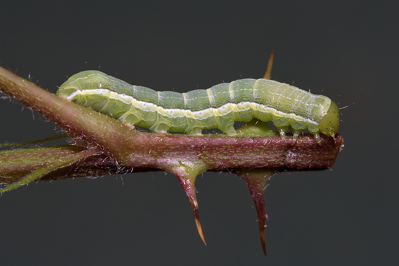 Larva Noctuidae